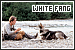 Literature: White Fang Literature: White Fang